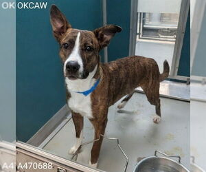 Miniature Bull Terrier Dogs for adoption in Oklahoma City, OK, USA