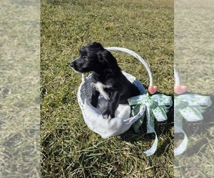 Medium Anatolian Shepherd-Sheepadoodle Mix