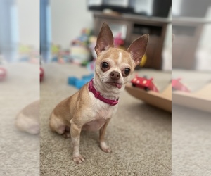 Chihuahua Dogs for adoption in KANSAS CITY, MO, USA