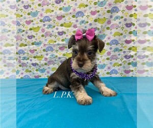 Schnauzer (Miniature) Puppy for sale in WINNSBORO, LA, USA