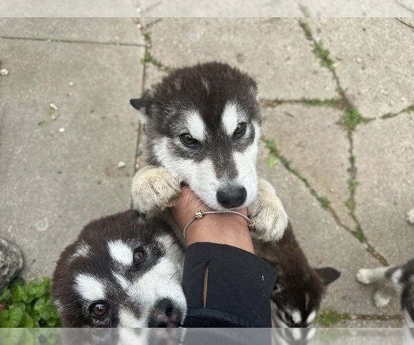 Medium Photo #2 Alaskan Malamute Puppy For Sale in WARREN, MI, USA