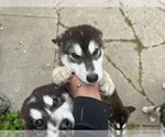 Small #1 Alaskan Malamute