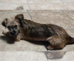 Freda - Female Border Terrier-Norfolk Terrier Mix Dog for Adoption - Photo #3