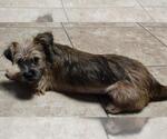 Small Photo #3 Border Terrier-Norfolk Terrier Mix Puppy For Sale in San Antonio, TX, USA