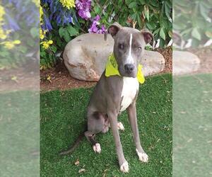 American Pit Bull Terrier-Unknown Mix Dogs for adoption in Oklahoma City, OK, USA