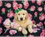 Small Photo #9 Golden Retriever Puppy For Sale in GORDONVILLE, PA, USA