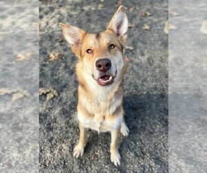 German Shepherd Dog-Siberian Husky Mix Dogs for adoption in Woodland, CA, USA