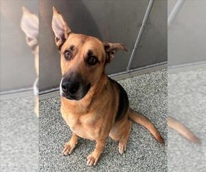 German Shepherd Dog-Unknown Mix Dogs for adoption in Salisbury, NC, USA
