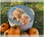 Small Photo #7 Poochon Puppy For Sale in NIANGUA, MO, USA