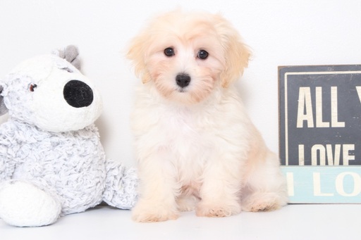 Medium Photo #1 Maltipoo Puppy For Sale in NAPLES, FL, USA