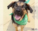 Small #8 Rottweiler Mix