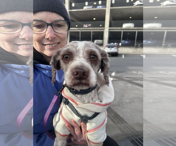 Medium Photo #4 Poodle (Miniature)-Unknown Mix Puppy For Sale in Bellevue, WA, USA