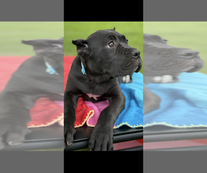 Cane Corso Puppy for Sale in ANDERSON, Indiana USA
