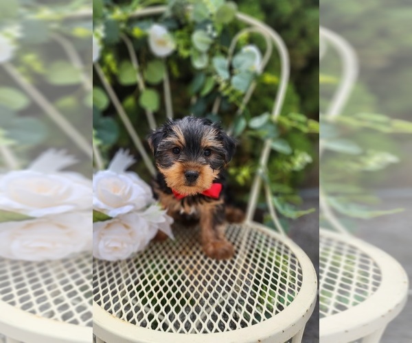 Medium Photo #2 Yorkshire Terrier Puppy For Sale in INDIANAPOLIS, IN, USA