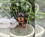 Small #1 Yorkshire Terrier