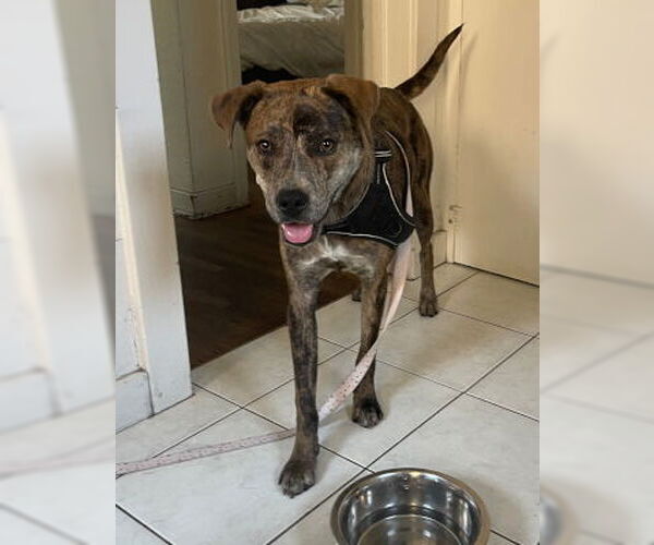 Medium Photo #3 Catahoula Leopard Dog-Unknown Mix Puppy For Sale in Ventura, CA, USA