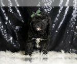 Small #3 Cavapoo