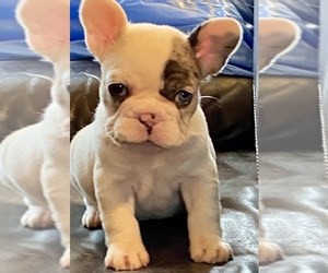 French Bulldog Puppy for sale in HOUSTON, TX, USA