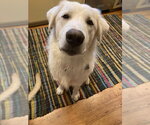 Keller - Male Great Pyrenees-Unknown Mix Dog for Adoption - Small photo