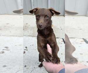 Mutt Dogs for adoption in Woodsfield, OH, USA