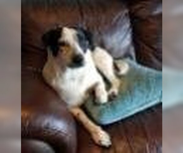 Medium Photo #3 Mutt Puppy For Sale in New York, NY, USA