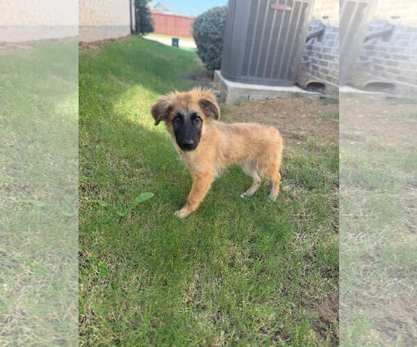 Medium Photo #5 German Shepherd Dog-Unknown Mix Puppy For Sale in Dallas, TX, USA