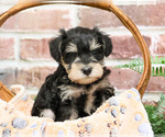 Small #2 Schnauzer (Miniature)