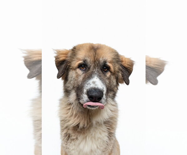 Medium Photo #3 Anatolian Shepherd-Unknown Mix Puppy For Sale in Houston, TX, USA