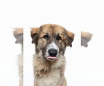 Small #2 Anatolian Shepherd Mix