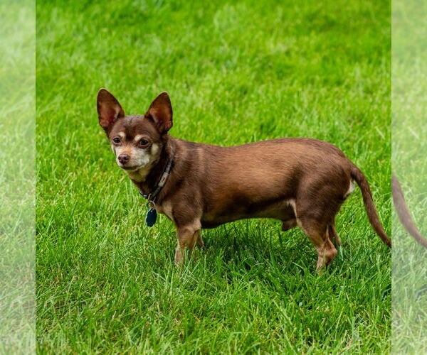 Medium Photo #4 Chipin Puppy For Sale in Princeton, MN, USA