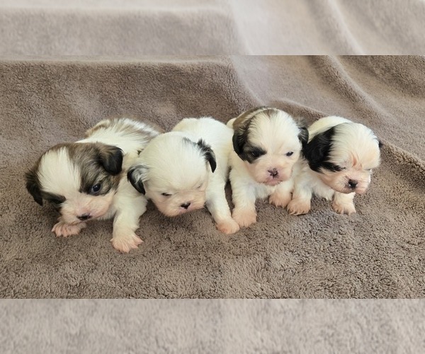 Medium Photo #1 Shih Tzu Puppy For Sale in COUNTRY CLUB, MO, USA