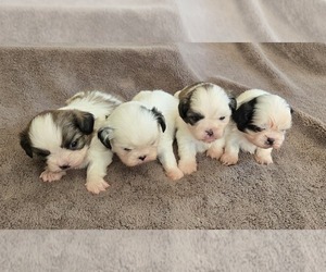 Shih Tzu Puppy for sale in COUNTRY CLUB, MO, USA