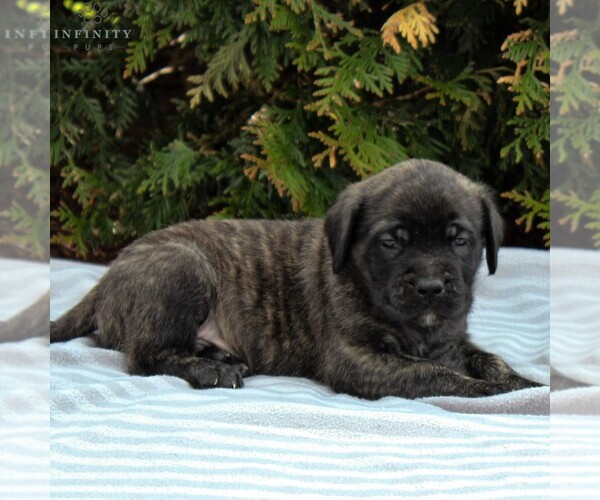 Medium Photo #4 Mastiff Puppy For Sale in MORGANTOWN, PA, USA