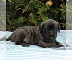 Small Photo #4 Mastiff Puppy For Sale in MORGANTOWN, PA, USA