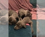 Puppy 1 German Shorthaired Weimaraner