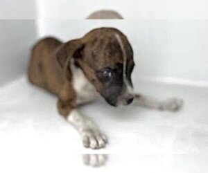 Boxer Dogs for adoption in Houston, TX, USA