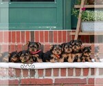Small #1 Yorkshire Terrier