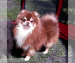 Small Photo #25 Pomeranian Puppy For Sale in PALM BCH GDNS, FL, USA