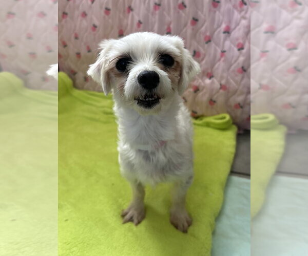 Medium Photo #4 Maltese Puppy For Sale in Pacolet, SC, USA