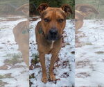 Small #1 Rhodesian Ridgeback Mix