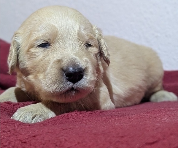 Medium Photo #4 Golden Retriever Puppy For Sale in MODESTO, CA, USA