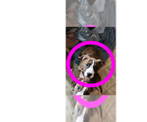 Staffordshire Bull Terrier Puppy for sale in GENEVA, NY, USA