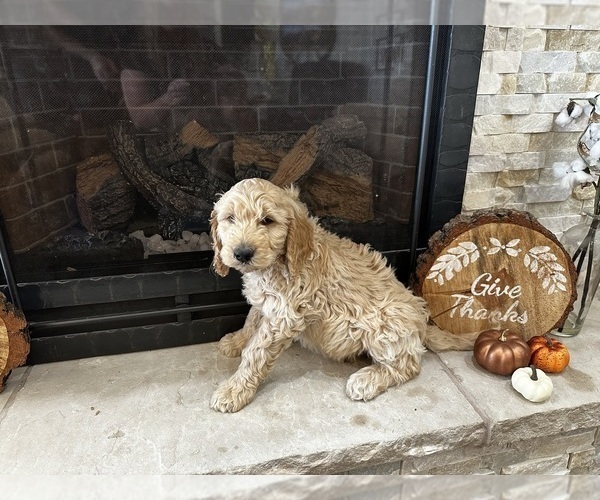 Medium Photo #21 Goldendoodle Puppy For Sale in MONTROSE, CO, USA