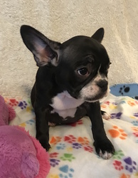 French Bulldog Puppy for sale in CHARLESTON, SC, USA