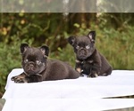 Small French Bulldog