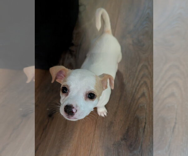 Medium Photo #2 Chihuahua Puppy For Sale in The Woodlands, TX, USA