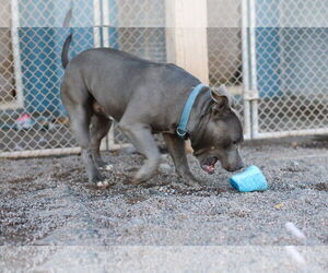 Bulldog-Unknown Mix Dogs for adoption in Webster, WI, USA