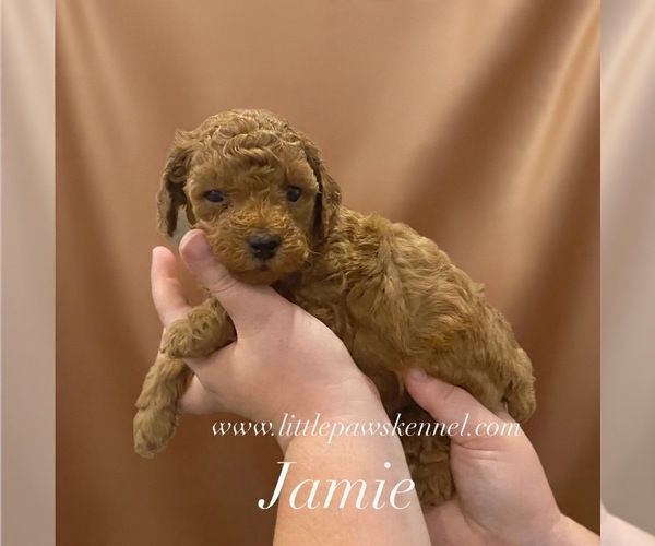 Medium Photo #1 Poodle (Toy) Puppy For Sale in WINNSBORO, LA, USA
