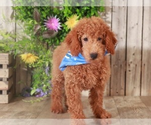 Havanese Puppy for sale in MOUNT VERNON, OH, USA