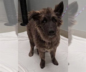 Gerberian Shepsky Dogs for adoption in Las Vegas, NV, USA